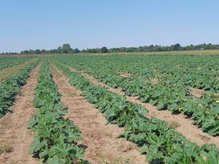 Cultivamos y vendemos calabazas de 100 a 500 toneladas/temporada.