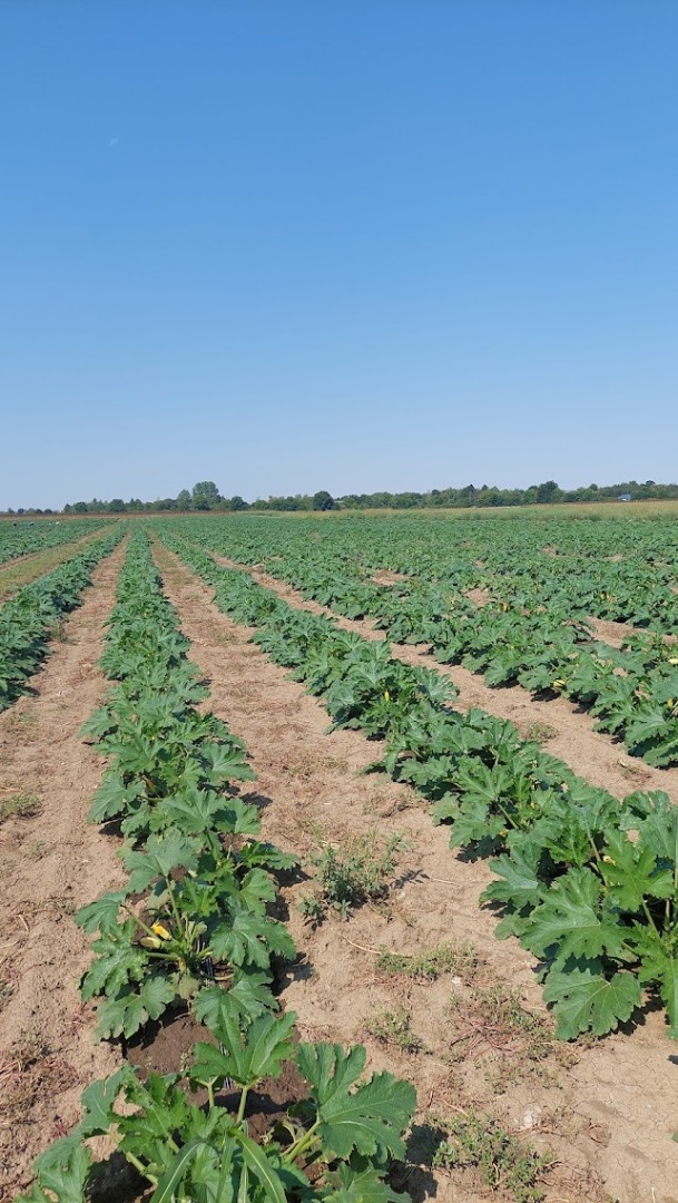 Cultivamos y vendemos calabazas de 100 a 500 toneladas/temporada