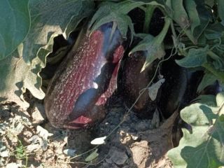 Cultivamos y vendemos berenjenas de 100 a 500 toneladas/temporada.