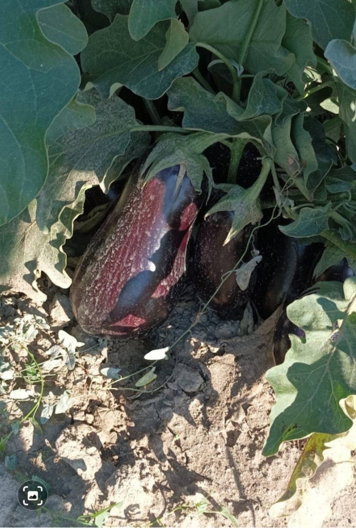 Cultivamos y vendemos berenjenas de 100 a 500 toneladas/temporada