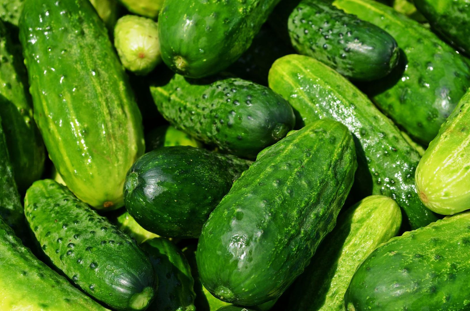 Hola, tendré a la venta más o menos 50 toneladas de pepinos molidos durante toda la temporada