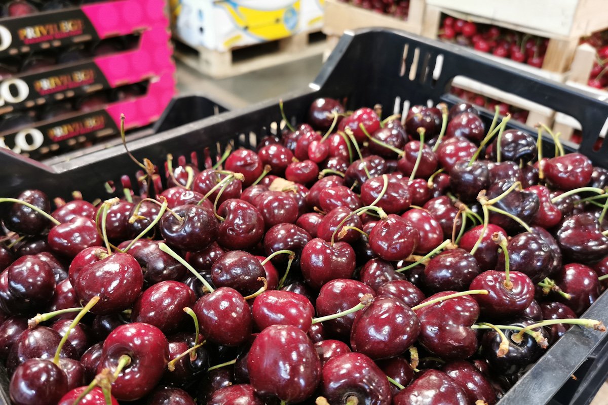 Venderé Cerezas País de origen España Variedad Paula solo cantidades por palet al por mayor Calibre 28-30 contacto con el gerente en Polonia