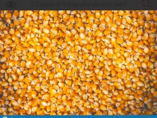 Compro cereales maiz, trigo, cebada a buen precio entre
