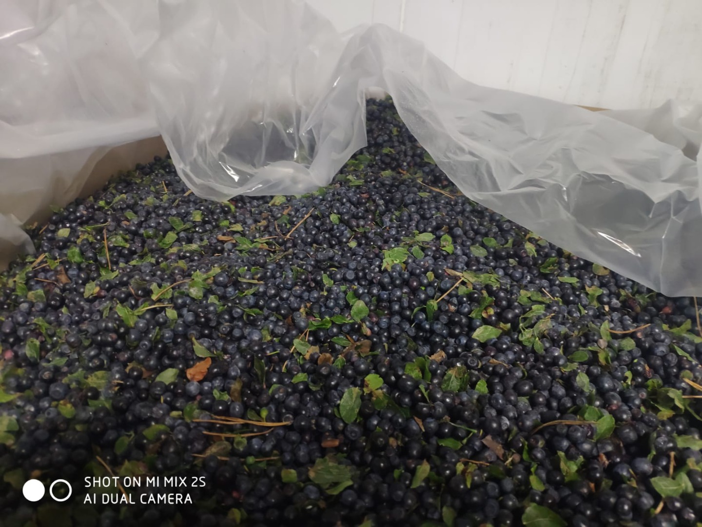 La empresa bielorrusa ofrece para la entrega: Arándanos congelados sin pelar
