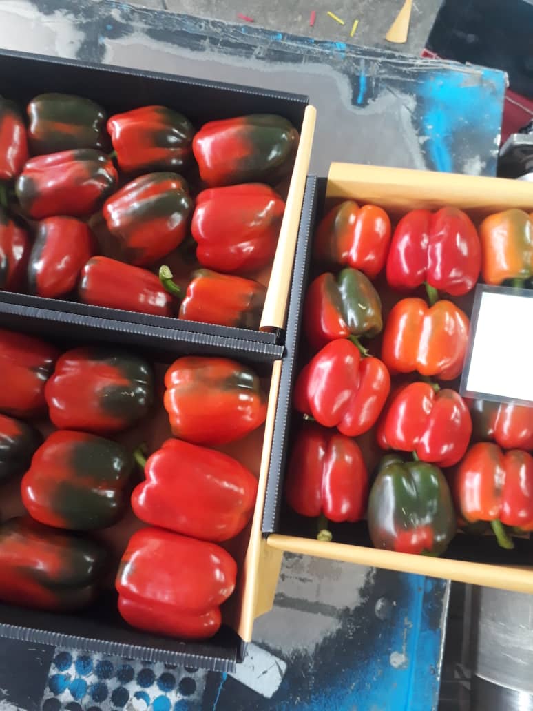 La pimienta se importa de Irán con la pimienta de la más alta calidad disponible en el mercado y al precio más bajo
