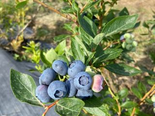 Cultivamos y proporcionamos arándanos frescos para países europeos y