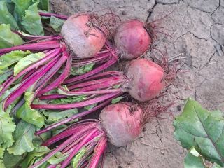 Vendo remolacha roja, producción 2023, cantidad 30 toneladas