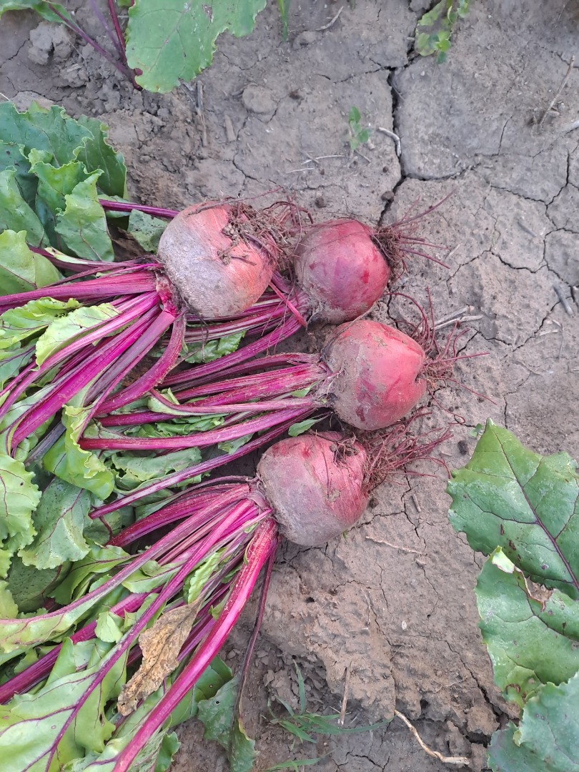 Vendo remolacha roja, producción 2023, cantidad 30 toneladas
