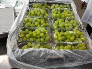 Uva Thompson Seedless Mínimo 1 palé: 400 kg Envasado