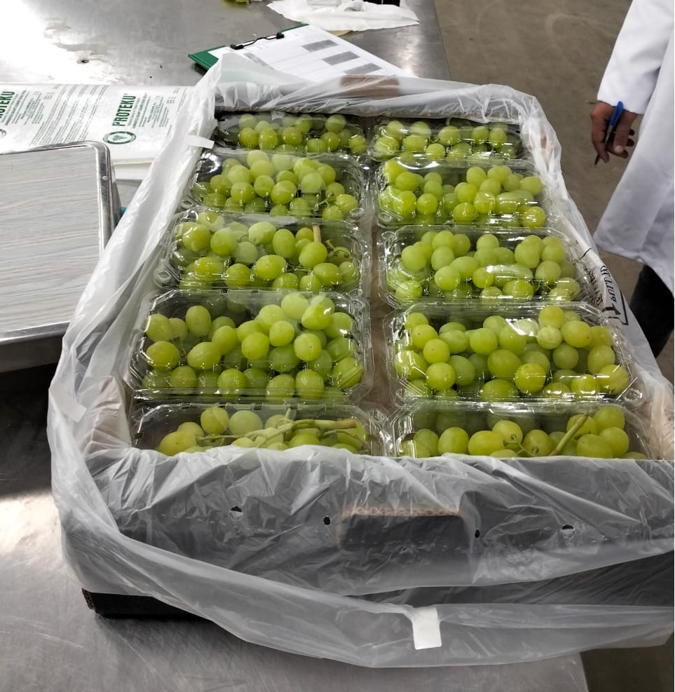 Uva Thompson Seedless Mínimo 1 palé: 400 kg Envasado en canastilla 0,5 kg x 10 piezas