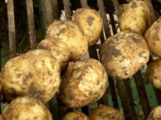 Vendo papas nuevas producidas en 2023, más detalles al