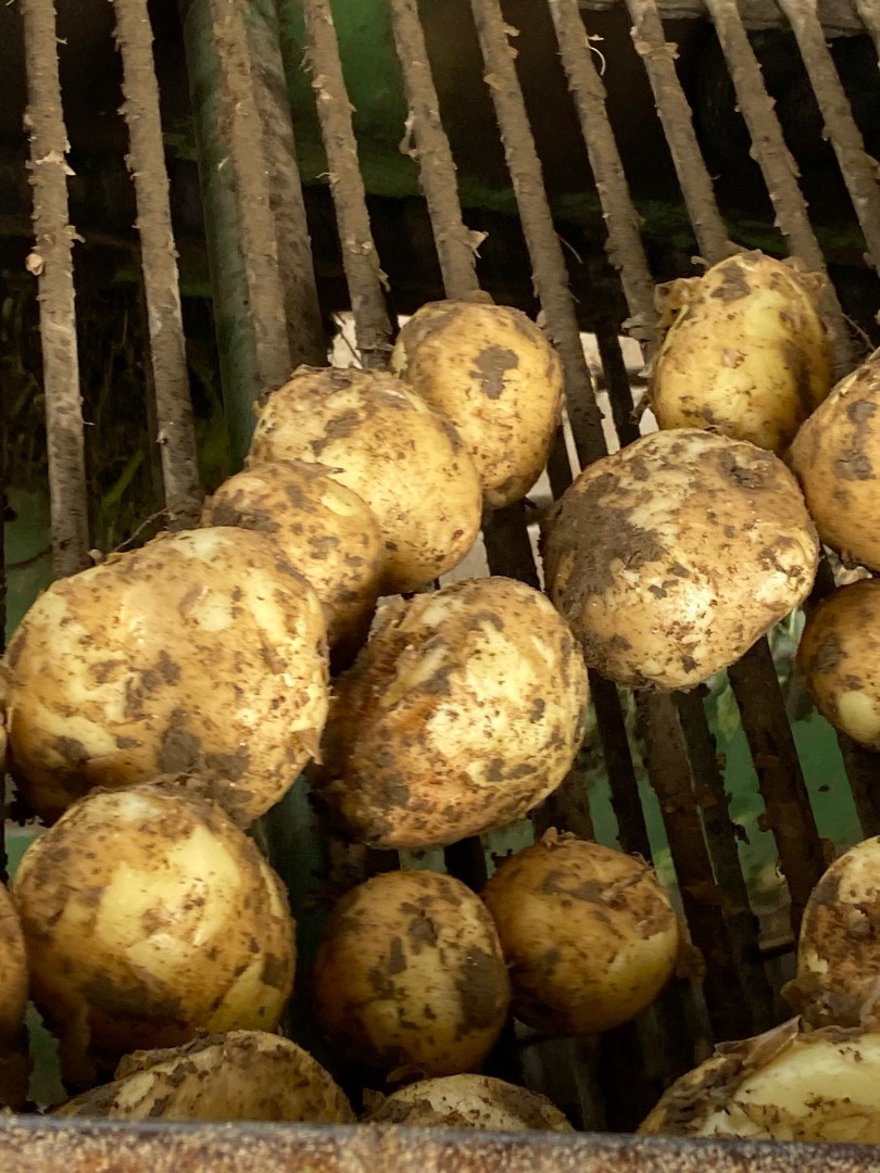 Vendo papas nuevas producidas en 2023, más detalles al