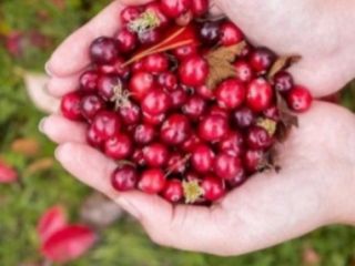 Vendo Black Red Cranberry Súper Calidad.Trabajo con ecot.O en