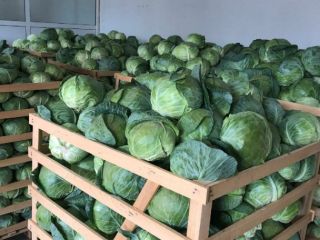 Vendo repollo, en cajas, cantidades de camión, posibilidad de