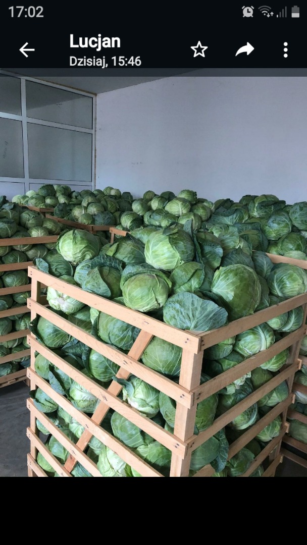 Vendo repollo, en cajas, cantidades de camión, posibilidad de transporte