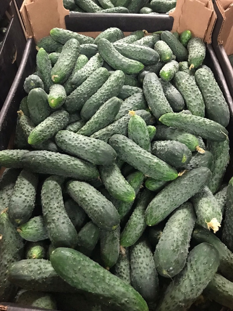 Se vende pepino molido super calidad.Contacto
