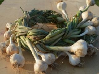 Ajo cultivado en sistema ecológico, certificado.