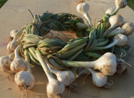 Ajo cultivado en sistema ecológico, certificado
