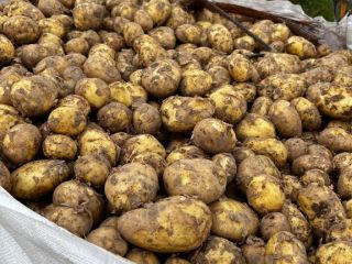 Patatas de nueva corporación, Riviera. Buena calidad. Puede ser