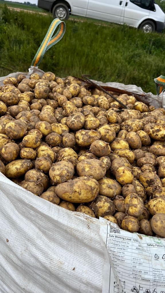 Patatas de nueva corporación, Riviera