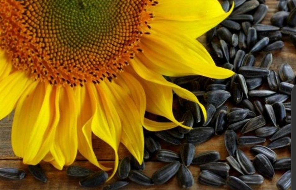 Vendo girasol cosecha del 2022