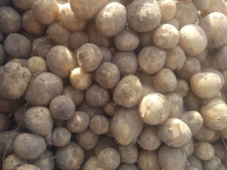 Hola, vendo papas nuevas, posibilidad de entrega en toda
