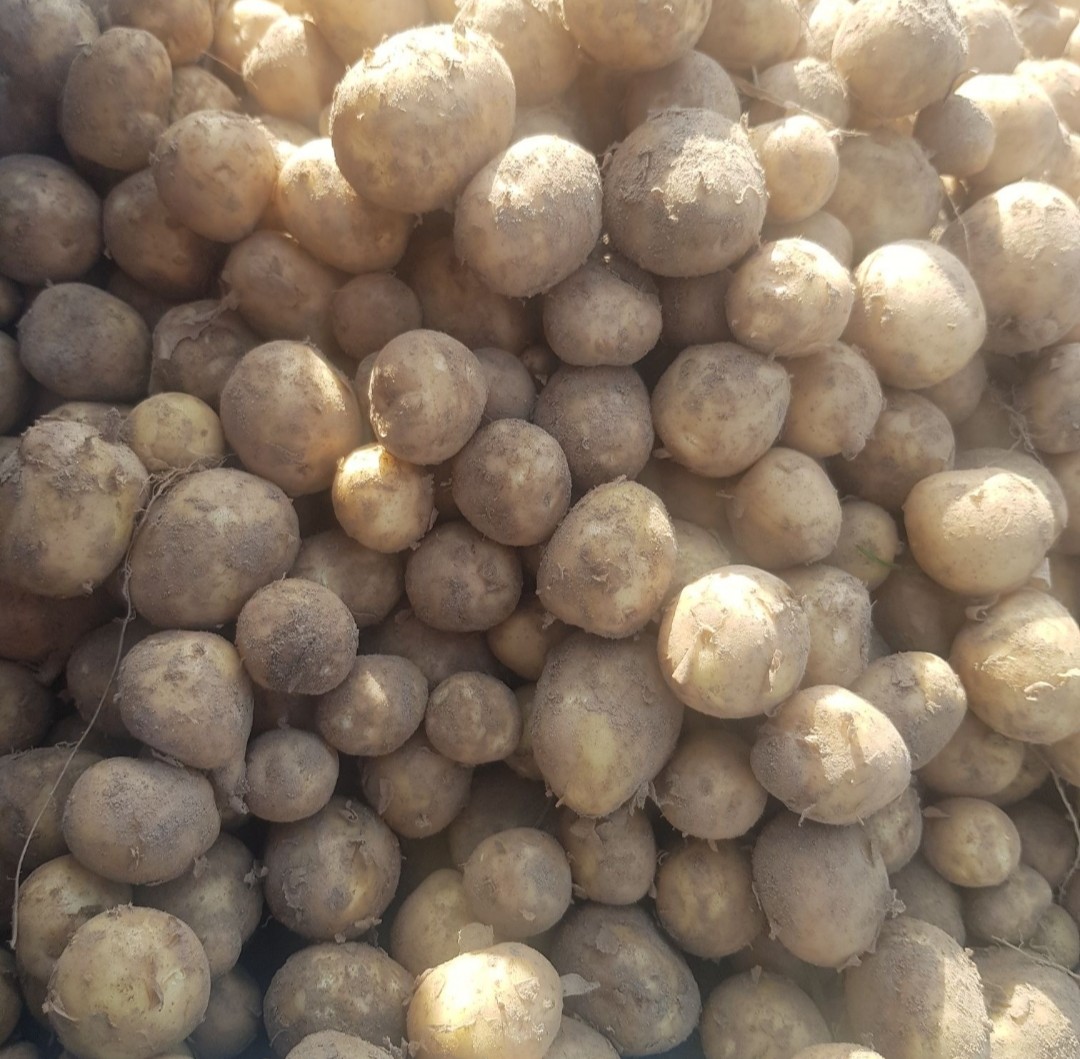 Hola, vendo papas nuevas, posibilidad de entrega en toda Polonia