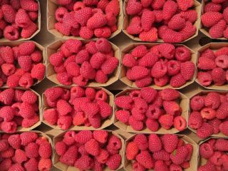 Buen día, ofrezco frambuesas de postre de las variedades
