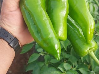 vendo Pimiento verde . Alta calidad. Cantidades al por