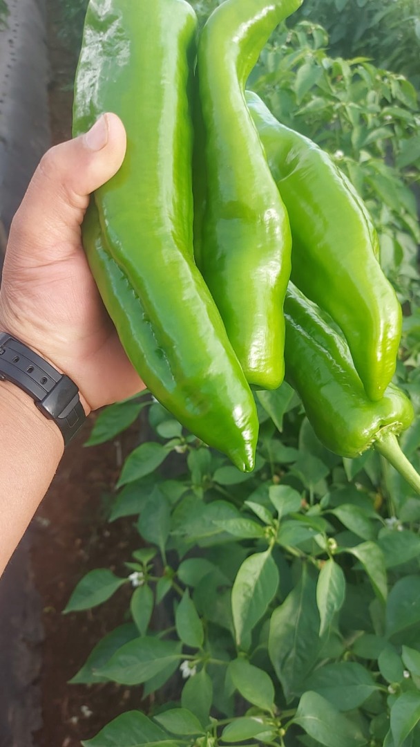 vendo Pimiento verde