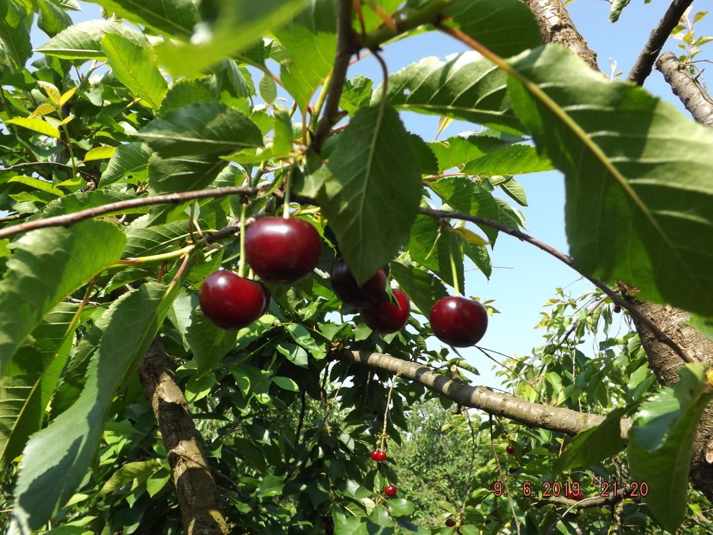 Anunciamos una promoción "Recógelo tú mismo" para la venta de cerezas ácidas Érdi Jubileum, maduras para recolectar y propiedad de nuestra empresa