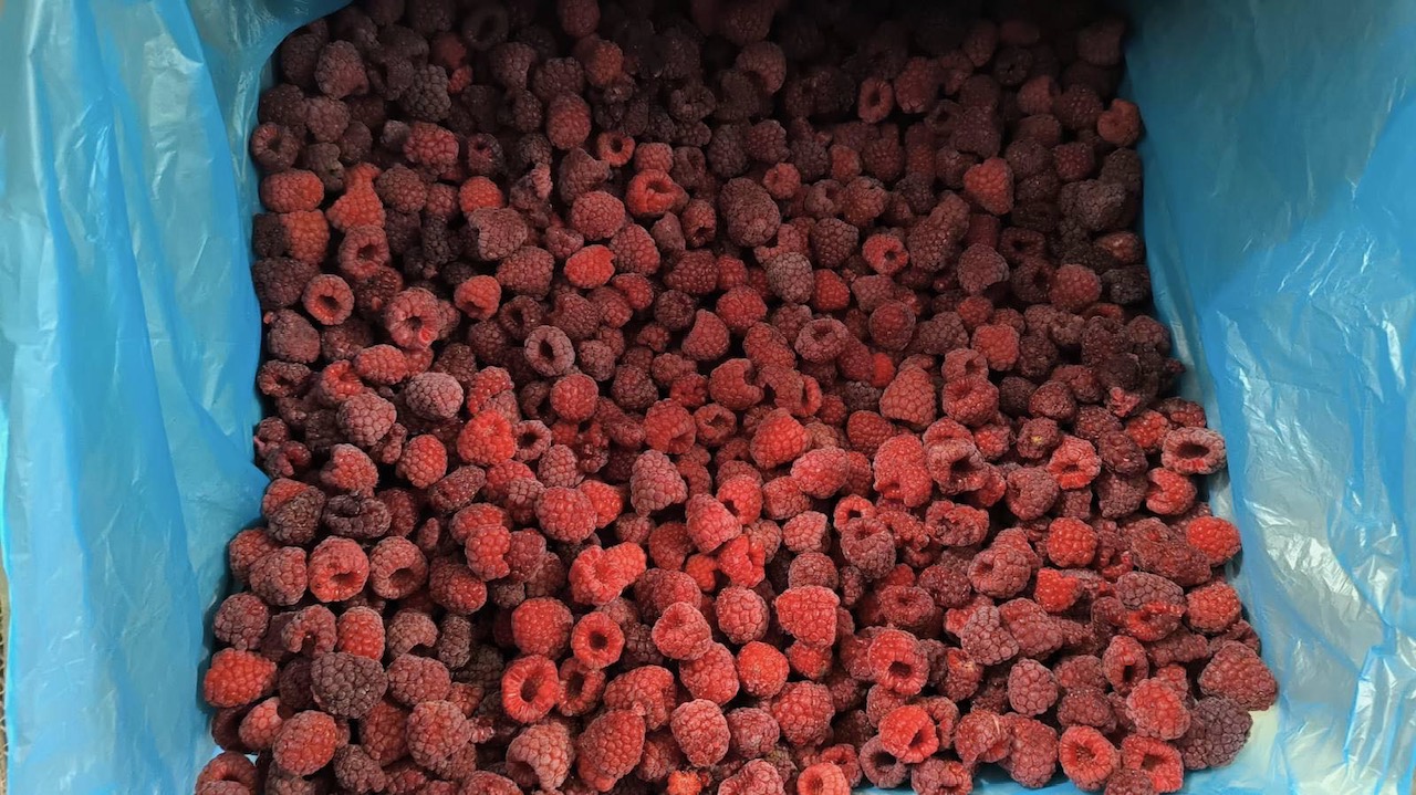 A partir de hoy, ofrecemos mordedura de frambuesa congelada para su posterior procesamiento - 1,55 EUR/kg Tenemos 40 toneladas de frambuesa congelada 80/20