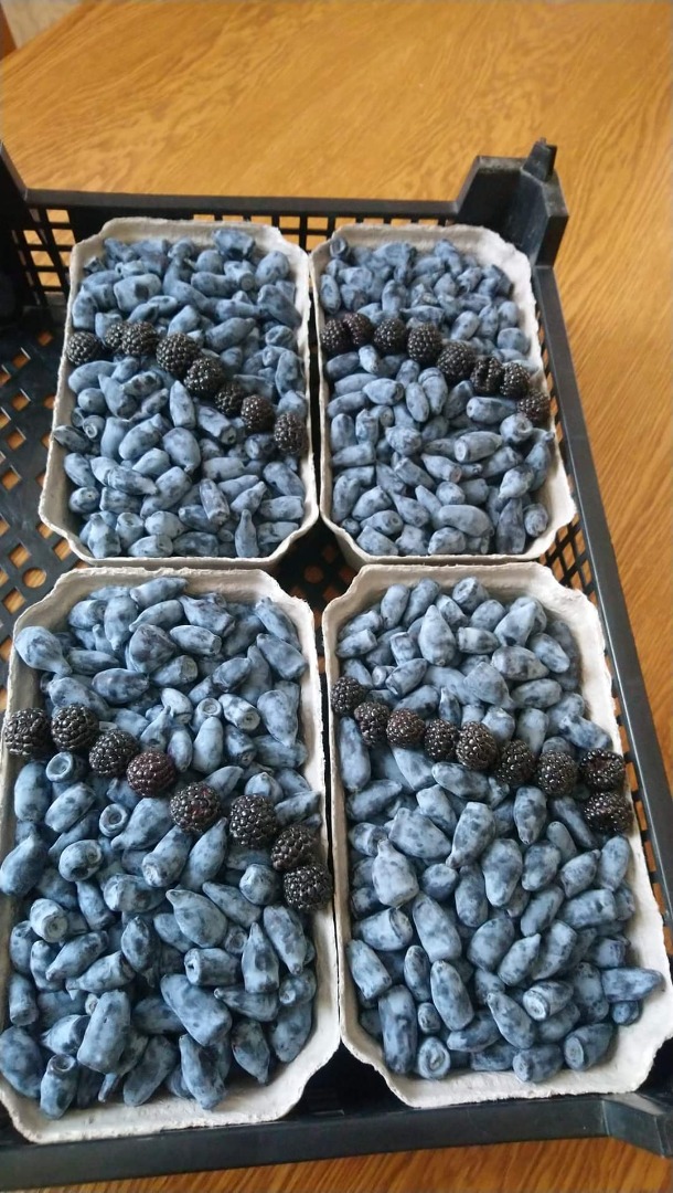 Plantación de variedades Wojtek Zojka libre de químicos cosecha manual o combinada