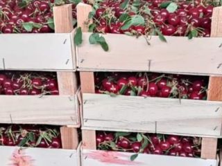 cereza fresca erdi butermo