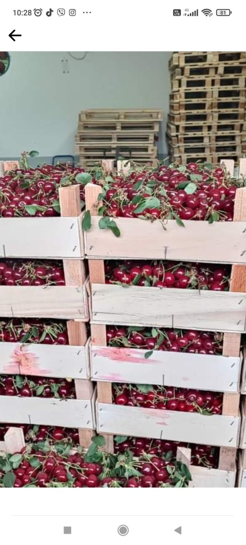 cereza fresca erdi butermo