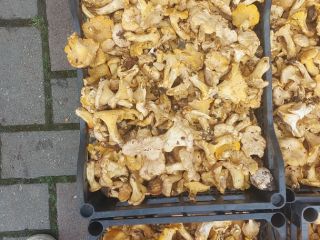 Champiñones chantarella en venta frescos, congelados y secos para