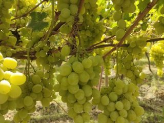 Somos un proveedor y productor de uva fresca de