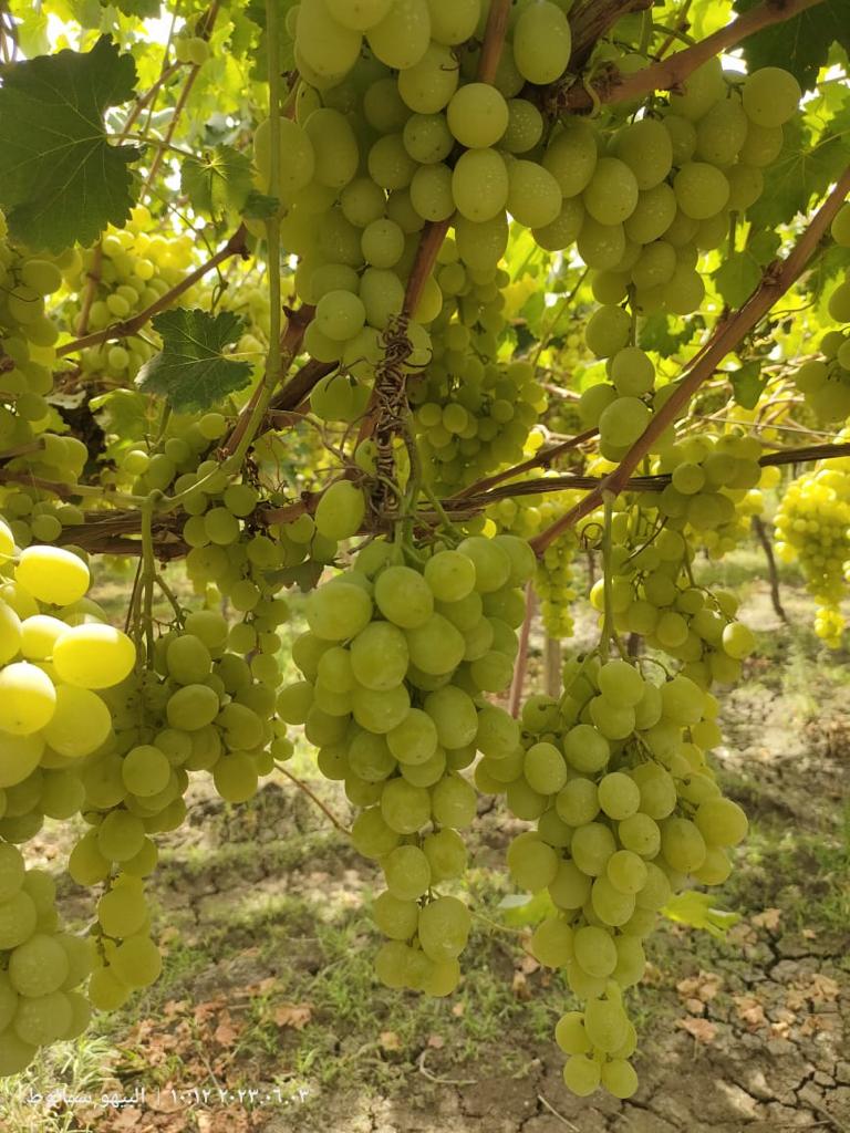 Somos un proveedor y productor de uva fresca de Egipto