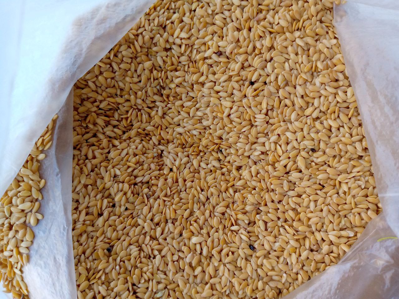 Linaza dorada Pureza - 98 % Contenido de humedad < 9 % Libre de haloxifop, análisis de residuos 400 pesticidas < 0,01 mg/kg Big-bags, auto, plazos de entrega