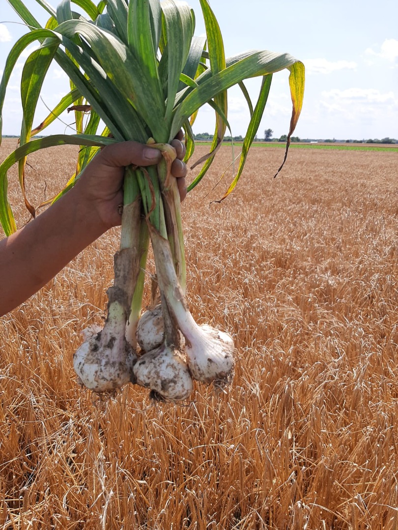 Vendo ajos caseros económicos, picados verdes - sin tallos ni plumas, y también puede ser en manojos con plumas