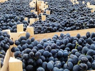 Uvas frescas de la República de Moldavia, envasadas en
