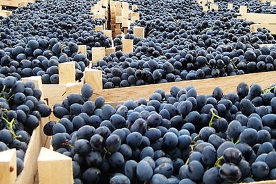Uvas frescas de la República de Moldavia, envasadas en cajas de madera de 8-10 kg cada una