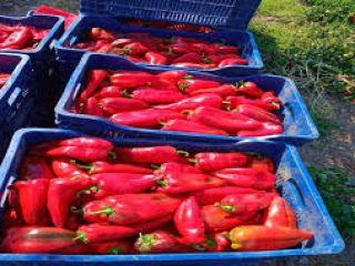 Suministramos pimiento rojo capia de buena calidad y otras