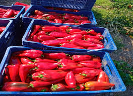 Suministramos pimiento rojo capia de buena calidad y otras variedades de pimiento, también suministramos cebollas, zanahorias y papas
