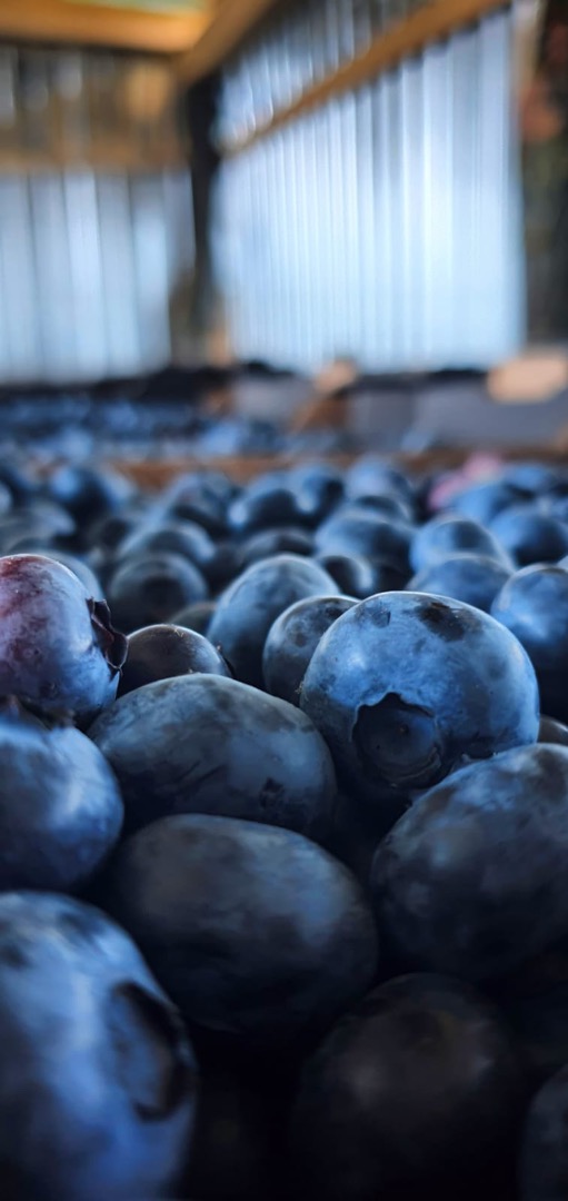 Vendemos arándanos cultivados