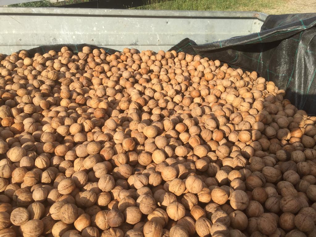 Vendo nueces con cáscara variedad Milotai Envase: sacos de rafia de 10 kg Cantidad: 10 toneladas Finca: Pietroasele, condado de Buzau