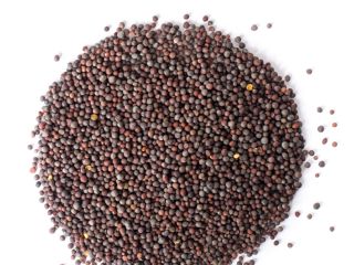 ¡Venderé semillas de mostaza negra! Grano tiene un certificado
