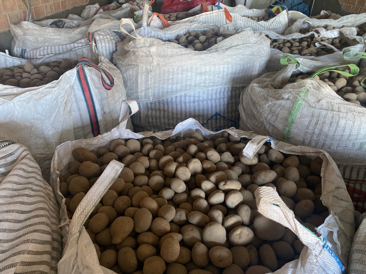 Desde septiembre tenemos disponibles 10.000 toneladas de patatas