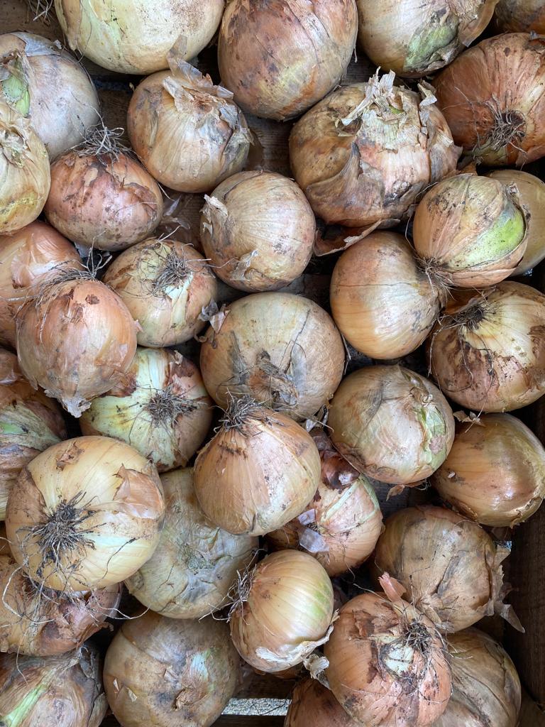 Cebolla de este año, dura, seca, con cáscara, bolsa de 30 kg, calibre 6-8, precio: 2,8 PLN, cantidad de 20 toneladas