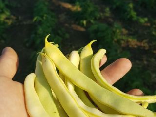 Vendo judías verdes del 30 de junio al 15